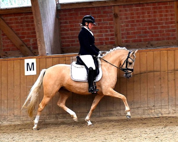 horse Oranjehof’s Greta Garbo (German Riding Pony, 2017, from Dating AT NRW)