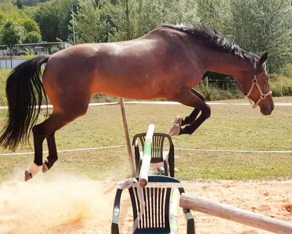 horse Scarlett 594 (Bavarian, 2007, from Florestano)