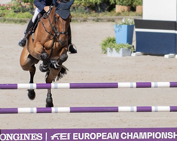 jumper Alvaro du Gue (Selle Français, 2010, from Calvaro Z)
