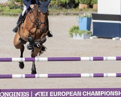 jumper Alvaro du Gue (Selle Français, 2010, from Calvaro Z)