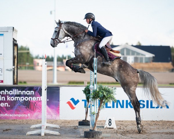 horse Cardanz JG (Holsteiner, 2011, from Cartani 4)