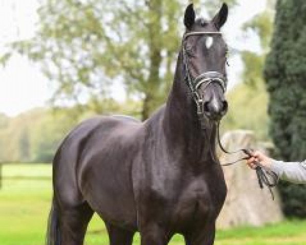 horse Goldwin L (Oldenburg, 2015, from Goldberg)