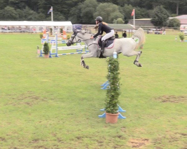 jumper Flarima (Holsteiner, 2013, from Clarimo Ask)