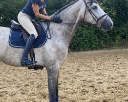 jumper Harriet 26 (Oldenburg show jumper, 2016, from HICKSTEAD WHITE)