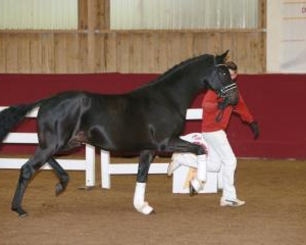 stallion Furst Schwarzenberg Mt (Hanoverian, 2015, from Fürstenball)