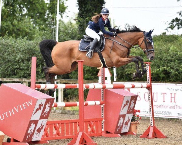 jumper Quintus W Z (Zangersheide riding horse, 2011, from Quinar)
