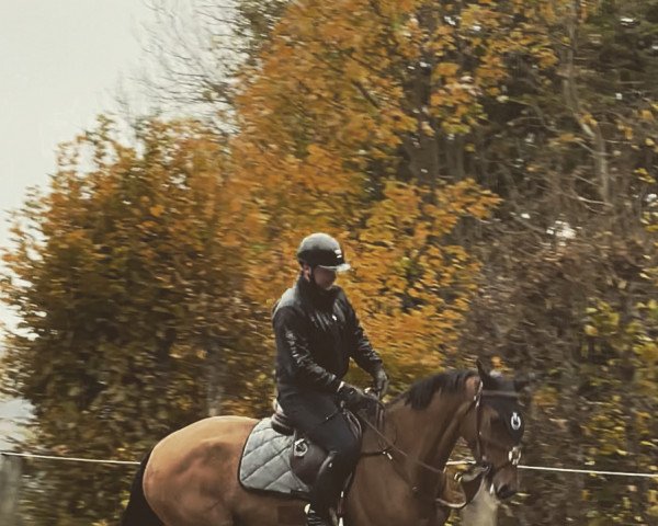 broodmare Kasaltina (Holsteiner, 2017, from Casaltino)
