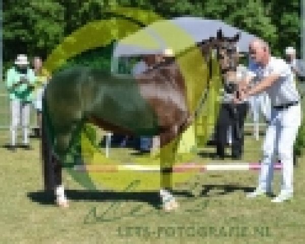 horse Hijker Forest Champagne TT (New Forest Pony,  , from Kantje's Appart)