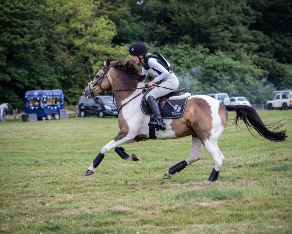 dressage horse Filou (Arab half breed / Partbred, 2007, from Centauro's Golden Flashlight)
