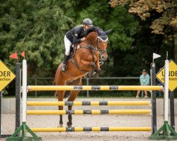 jumper Levalcantino (German Sport Horse, 2010, from Levistano)