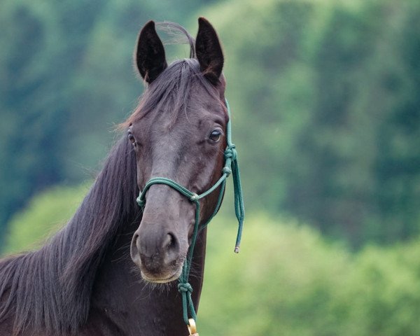 Pferd D'Odin (Deutsches Reitpferd, 2019, von D'Olympus)