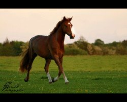 broodmare Dijana 14 (Mecklenburg, 2013, from Tailormade's Diarado's Boy 256 FIN)