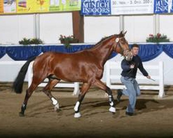horse chicos sun (Holsteiner, 2004, from Chico's Boy)
