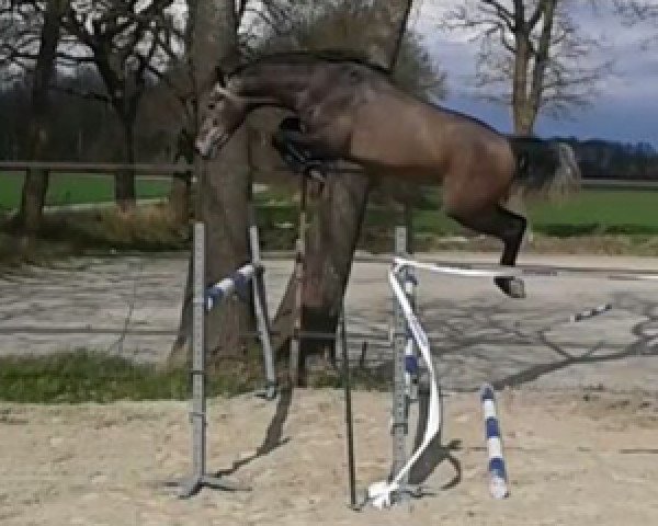 jumper Cabeau Z (Zangersheide riding horse, 2013, from Cosun)