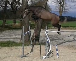 Springpferd Cabeau Z (Zangersheide Reitpferd, 2013, von Cosun)