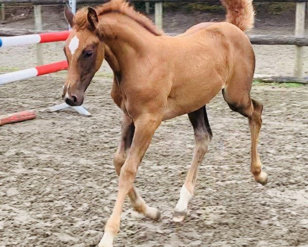 horse Stute von Chezarro / Calido I (Holsteiner, 2020, from Chezarro)