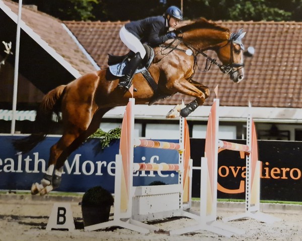 jumper Clementine 48 (Hanoverian, 2012, from Chivas)