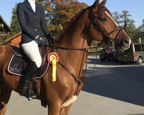 stallion Ucalido NT (Oldenburg show jumper, 2012, from Udarco van Overis)