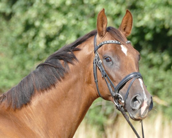 dressage horse Vilson (Westphalian, 2015, from Van Vivaldi)