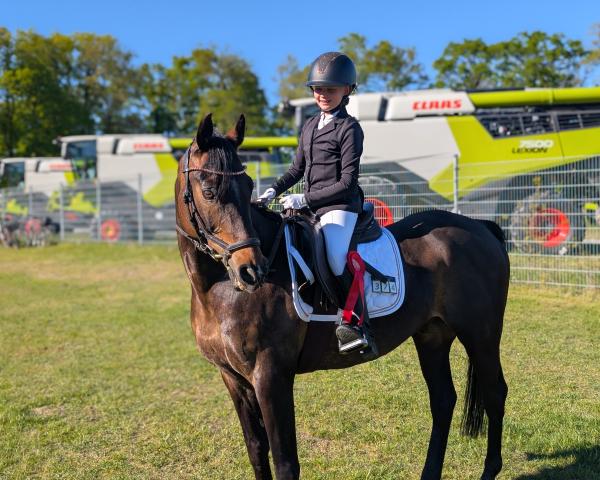 Cavallo Oranjehof‘s Willem (Pony da Sella Tedesco, 2013, di Orchard Wildeman)