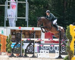 Deckhengst Oak Grove's Someday (Oldenburger Springpferd, 2015, von Stakkato Gold)