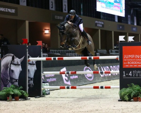 jumper Forlap (Belgian Warmblood, 2005, from Querlybet Hero)