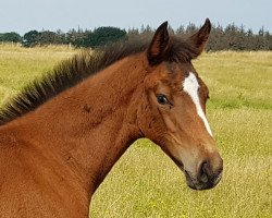 jumper Aquila Hope (Zangersheide riding horse, 2020, from Aganix du Seigneur)