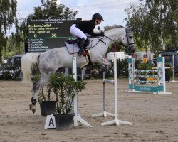 jumper Capper 15 (Westphalian, 2010, from Camax L)