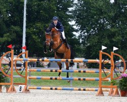 broodmare Corona R (Westphalian, 2009, from Chequille 2)