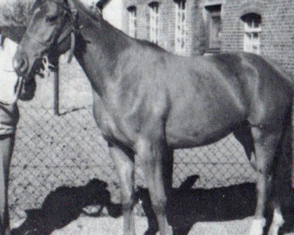 Broodmare Herzrose (Trakehner, 1985, from Braunsberg)