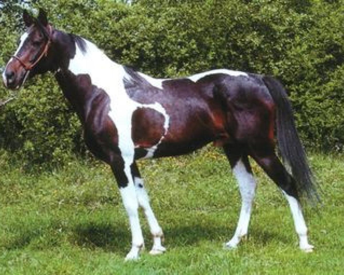 Ogier kryjący El Paso (Pinto/Mały Koń Wierzchowy, 1974, od Damat ox)