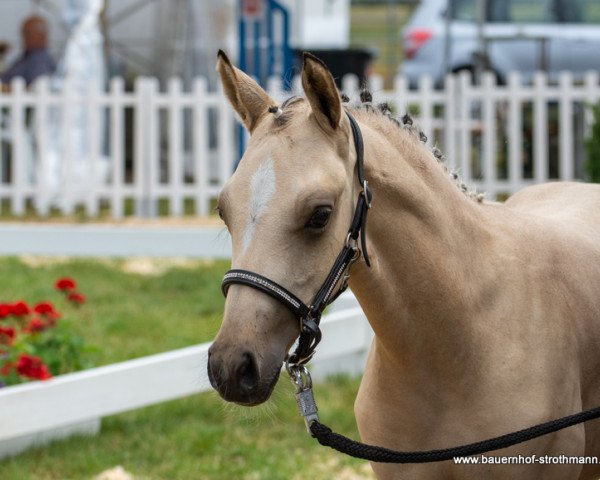 horse Dreams come true (German Riding Pony, 2020, from D-Gold AT NRW)
