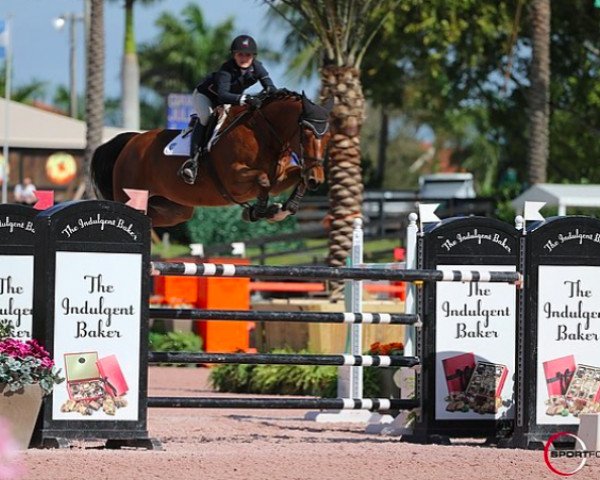 jumper Julio van het Elzenhout (Belgian Warmblood, 2009, from Echo van het Neerenbosch)