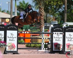 jumper Julio van het Elzenhout (Belgian Warmblood, 2009, from Echo van het Neerenbosch)