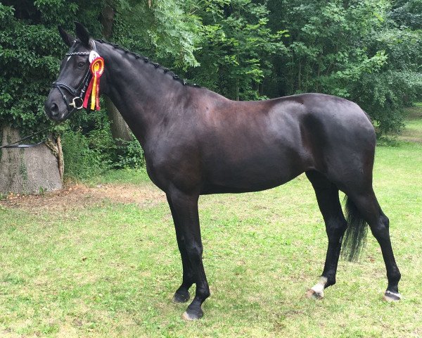 broodmare Dörte (Oldenburg, 2012, from Destano) broodmare Dörte (Oldenburg, 2012, from Destano)