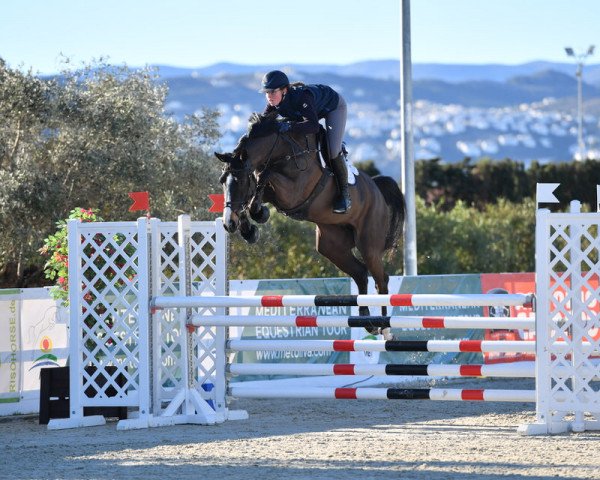 Fattrice Becassine D'Elifine Z (Zangersheide Reitpferd, 2013, di Balou du Rouet)