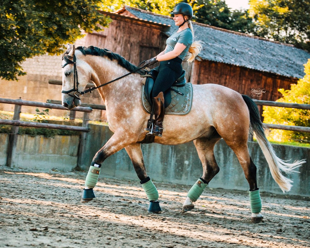 horse Prinz Harry 4 (Holsteiner, 2014, from Clarcon)