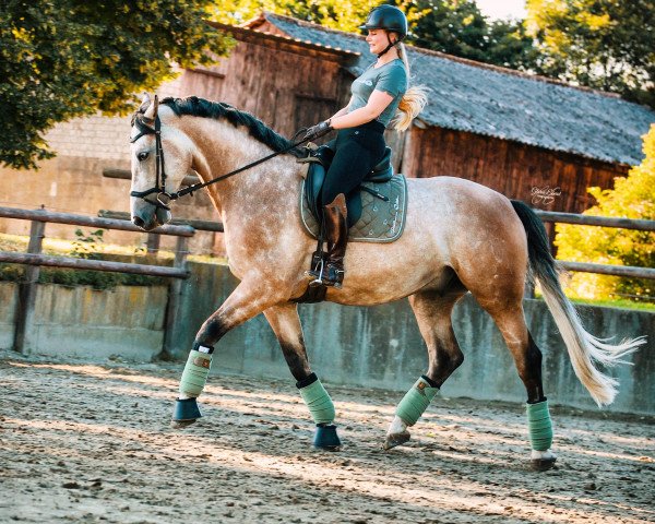 horse Prinz Harry 4 (Holsteiner, 2014, from Clarcon)