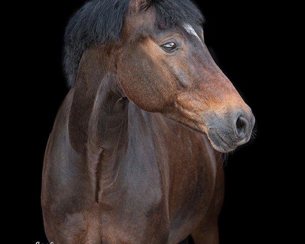 dressage horse Neymar 4 (German Riding Pony, 2013, from Nutrix)