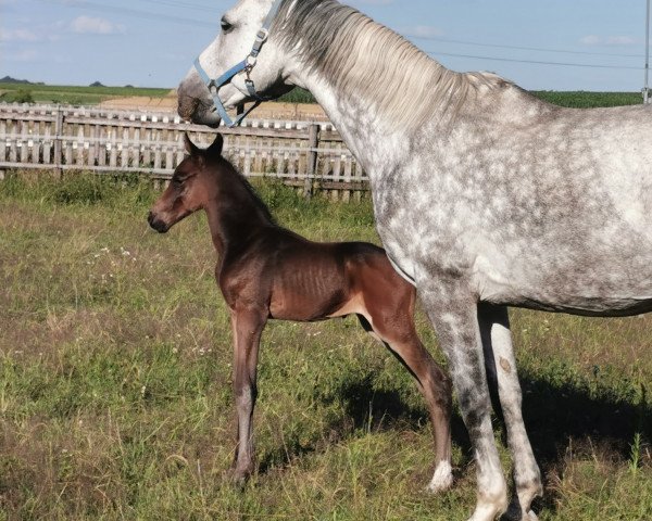 Pferd Uragano B (Württemberger, 2020, von Uno I)