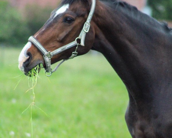 dressage horse Francesco (Hanoverian, 1995, from Feiner Graf)