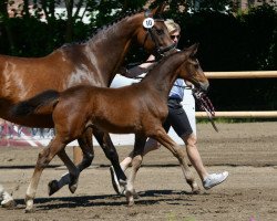 broodmare Donna Milla (Westphalian, 2017, from Dacantos)