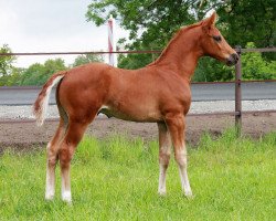 Pferd Dieser Eine (Westfale, 2019, von D'Egalite)
