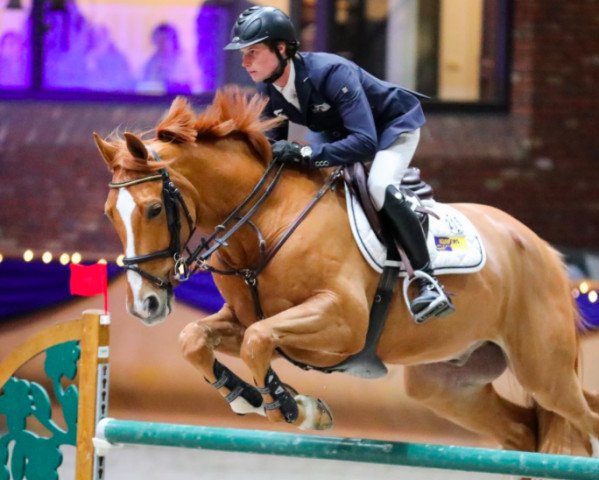 Springpferd Ivan R (Belgisches Warmblut, 2008, von Apple Juice)