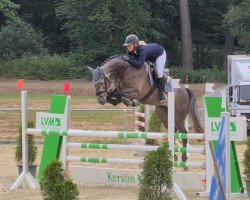 jumper Cracker Jack S (Holsteiner, 2015, from Clarimo Ask)