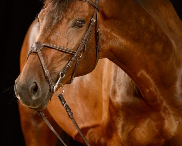 broodmare Candy (Württemberger, 2010, from FBW Cayton)