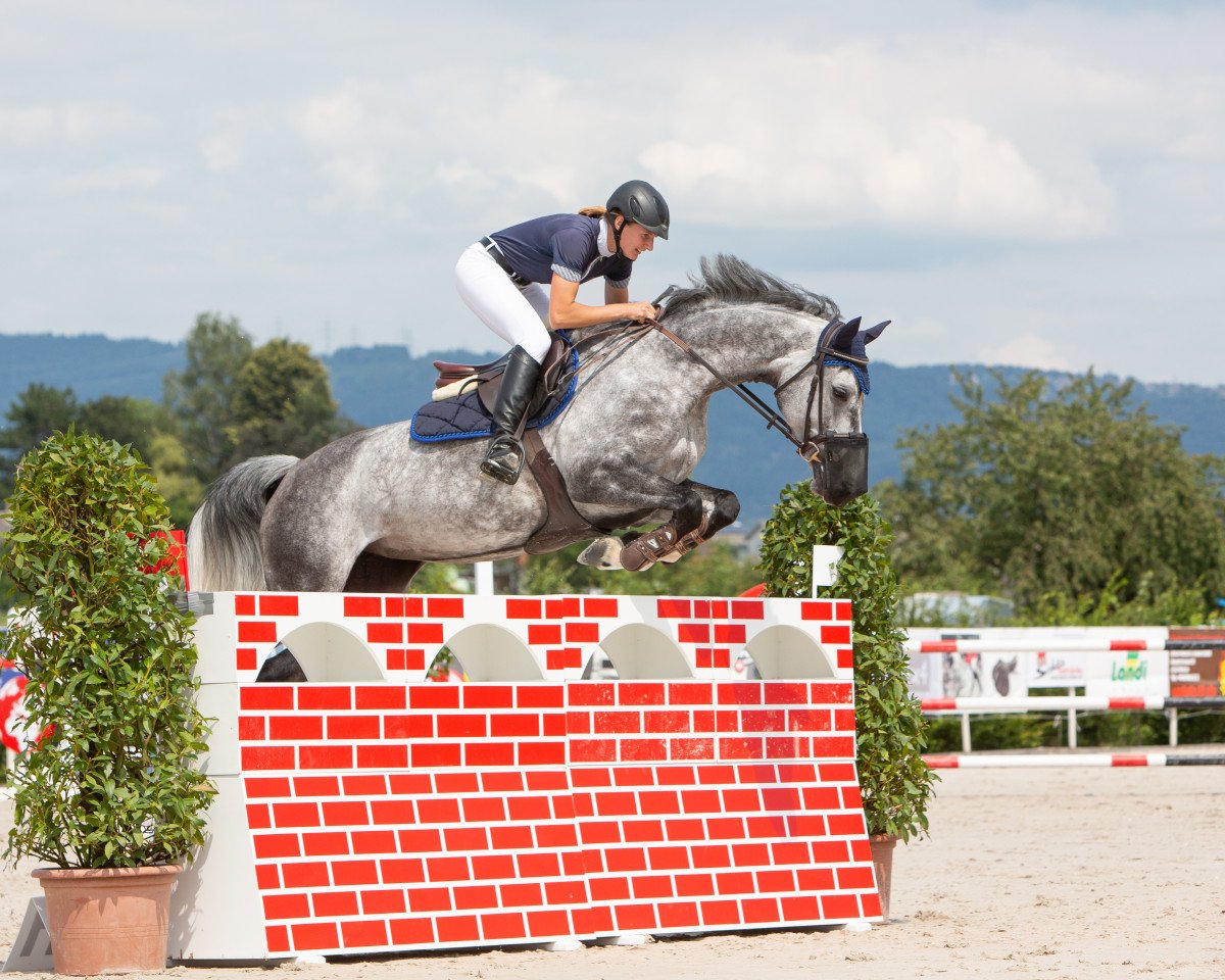 Springpferd Galabama (KWPN (Niederländisches Warmblut), 2011, von Up To Date)