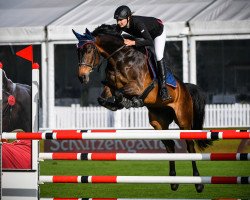 jumper Polero Von Hof CH (Swiss Warmblood, 2007, from HRH Pik Ayolo CH)