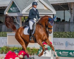 dressage horse Don Romeo 5 (Oldenburg, 2008, from Don Romantic)