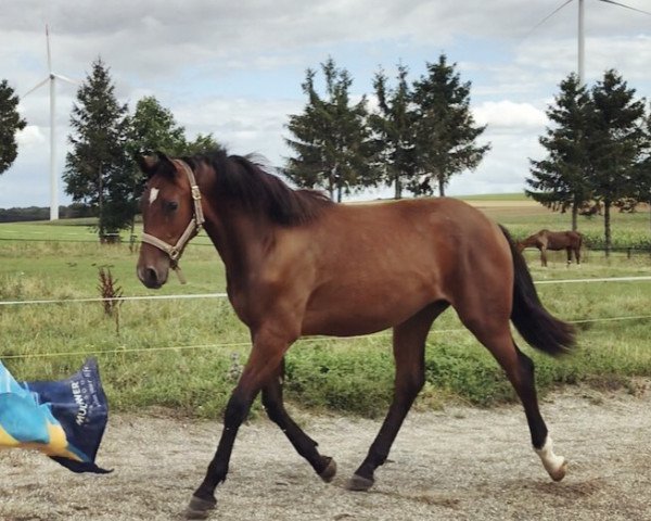 Pferd Amazing Bulk (Deutsches Sportpferd, 2019, von Acordelli)